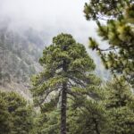 San Sebastián del Oeste