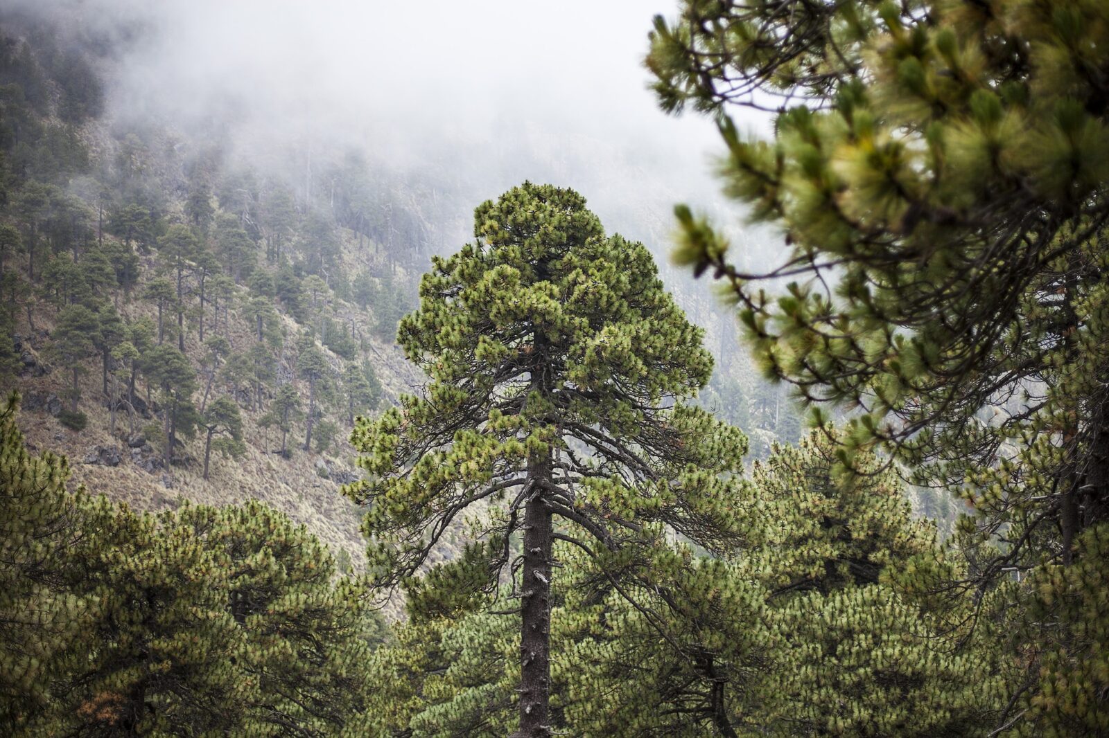 San Sebastián del Oeste