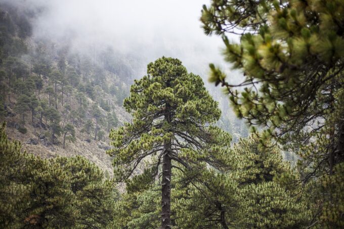 San Sebastián del Oeste