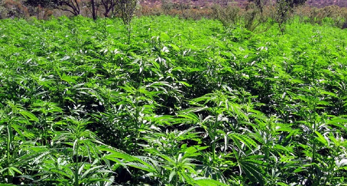 Marihuana