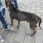 Rescatan a animales maltratados