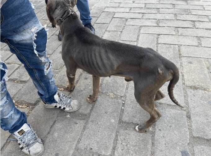 Rescatan a animales maltratados
