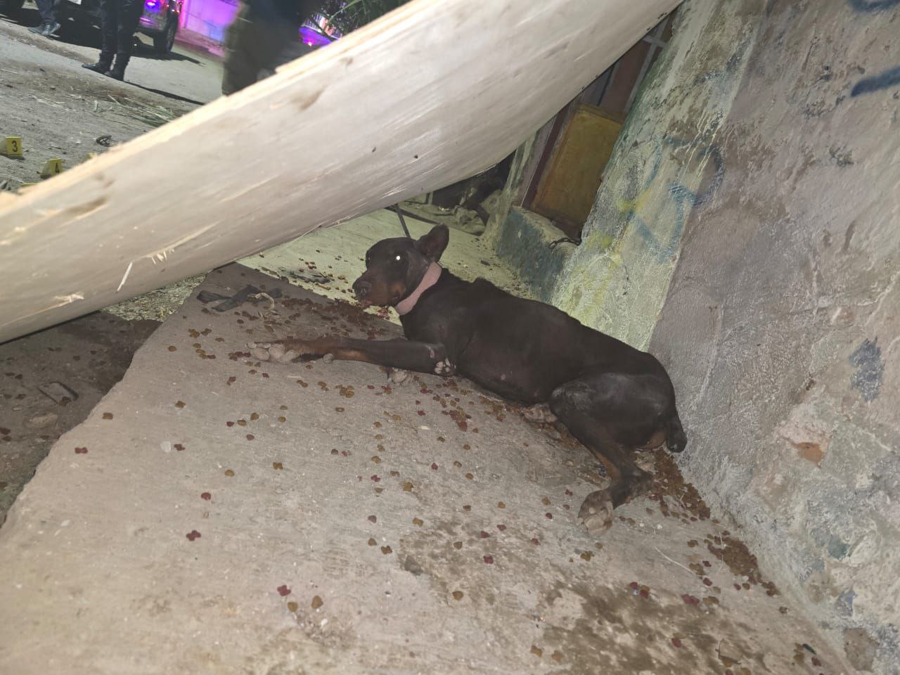 Rescatan a perros de finca baleada en San Pedro Tlaquepaque.