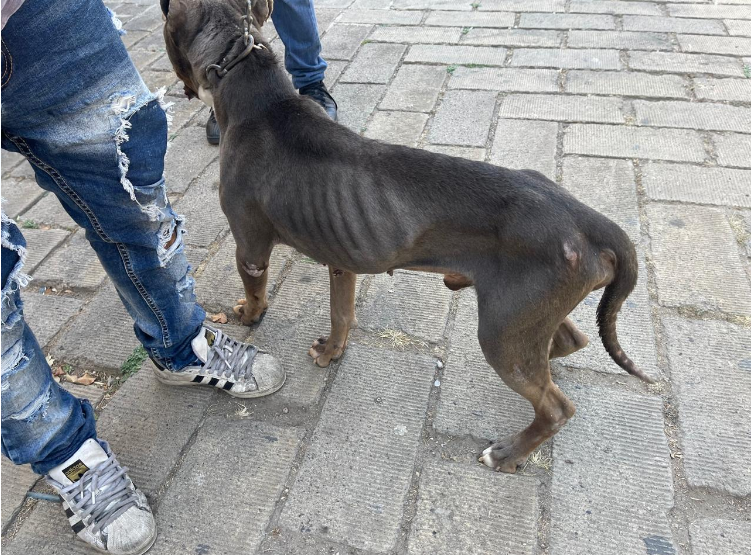 Rescatan a animales maltratados