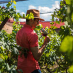 Viñedos en Chihuahua