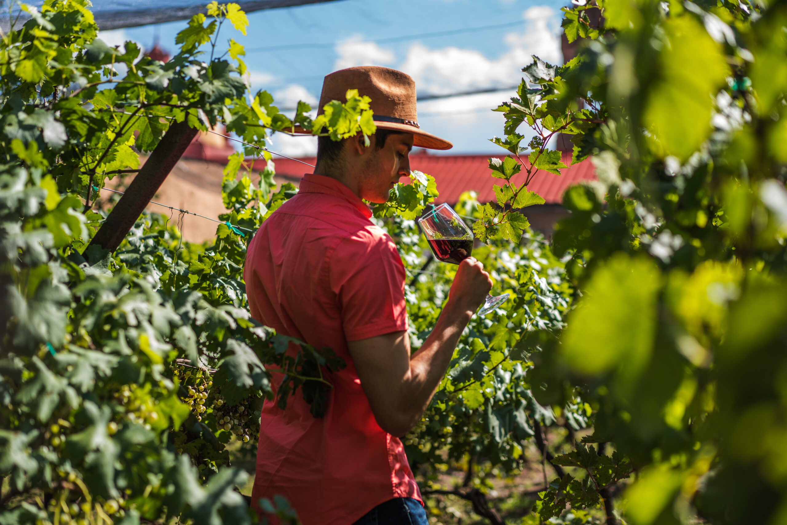 Viñedos en Chihuahua