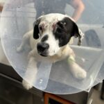 Atienden a Vaquita