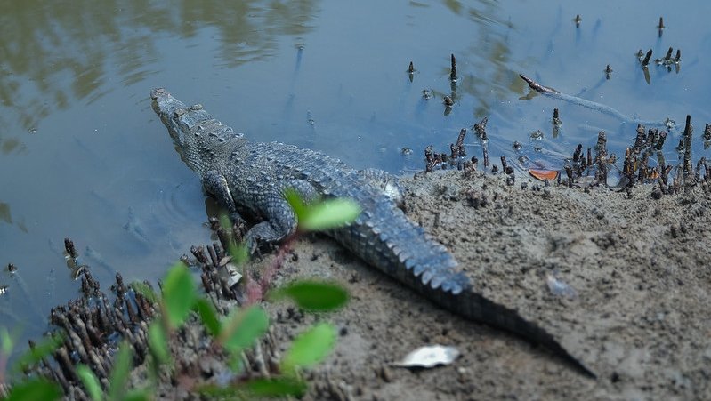 Alistan Festival de los Cocodrilos en Puerto Vallarta