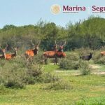 Animales exóticos decomisados en Tamaulipas