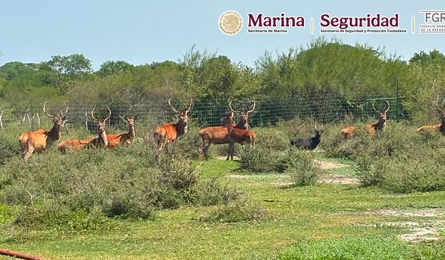 Animales exóticos decomisados en Tamaulipas