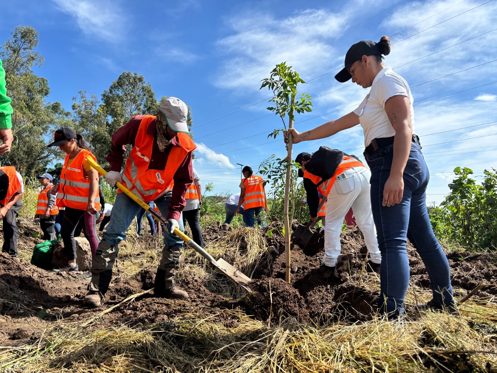 Reforestación en Tlajomulco como parte de la campaña Sembrando Paz.