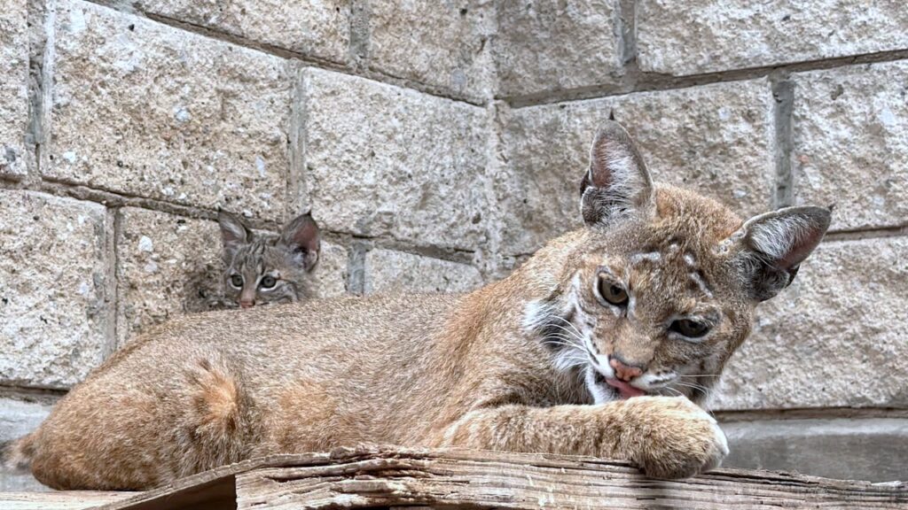 Nace lince rojo en Tlajomulco