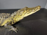 Resguardan en Tlajomulco a cocodrilo de pantano localizado en un parque de Tonalá