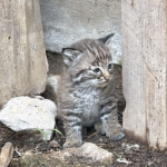 Nace lince rojo en Tlajomulco