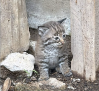 Nace lince rojo en Tlajomulco