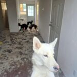 Perros rescatados en Tlajomulco.