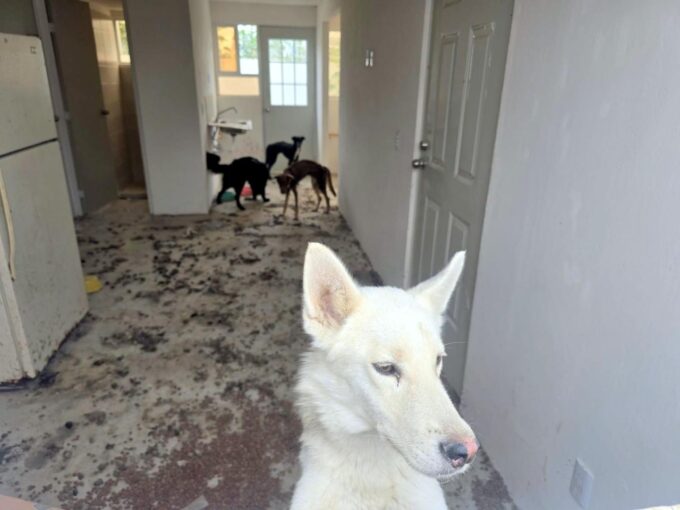 Perros rescatados en Tlajomulco.