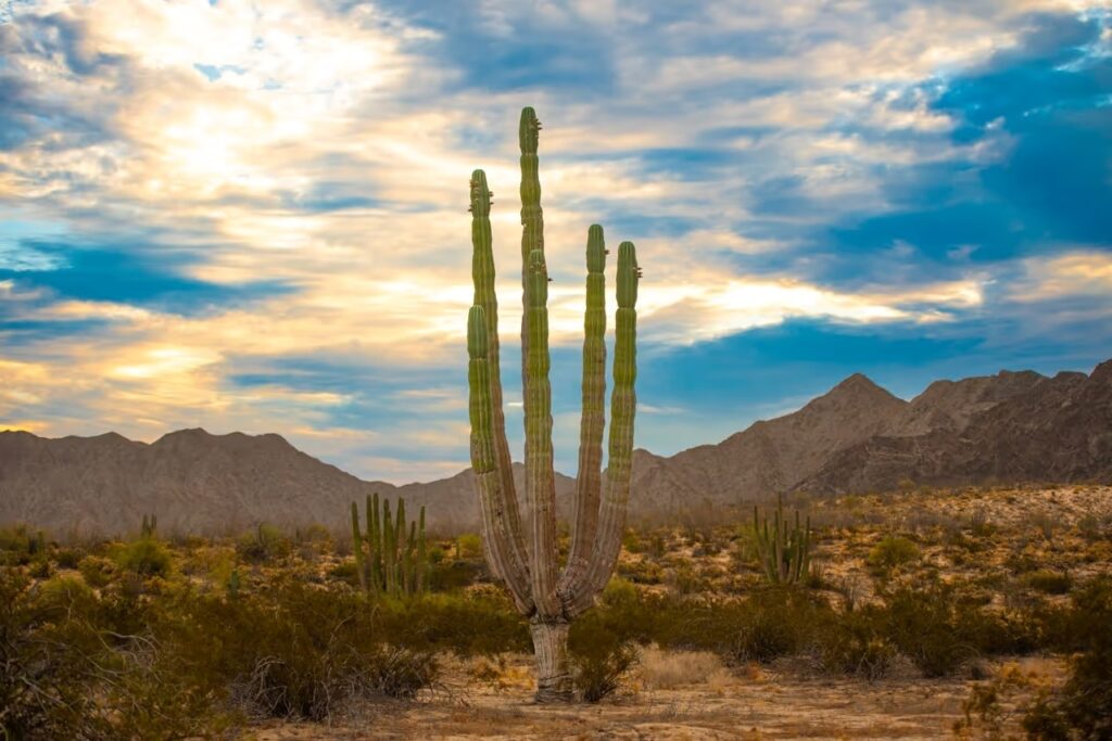 San Felipe Baja California