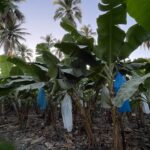 Cultivos de plátano
