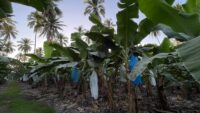 Cultivos de plátano