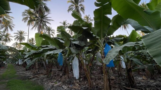 Cultivos de plátano