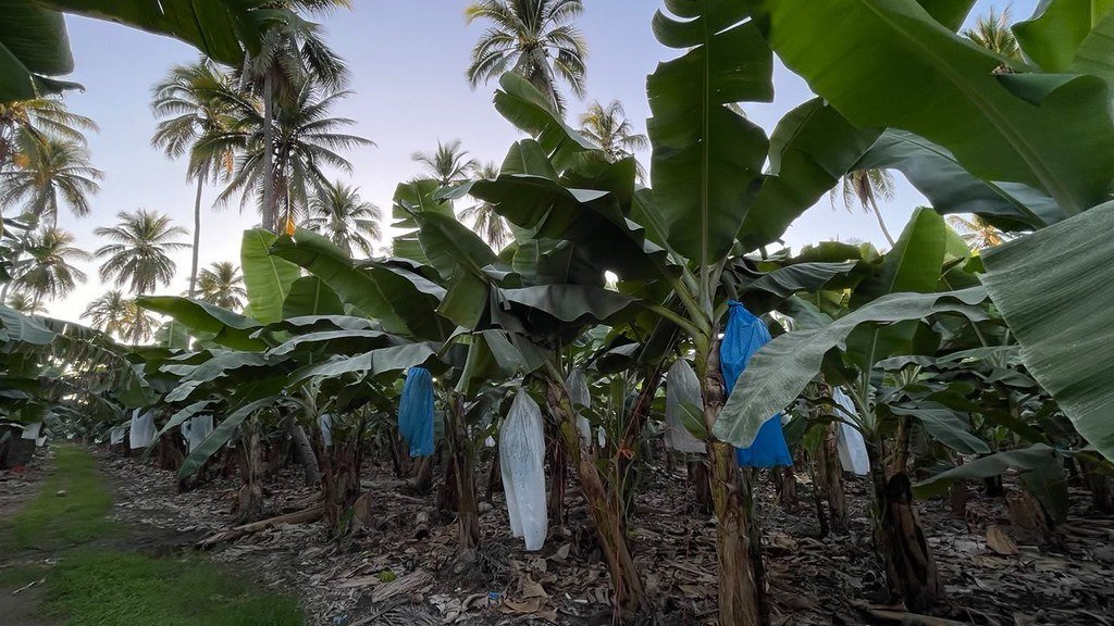 Cultivos de plátano